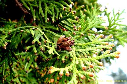 Thuja occidentalis